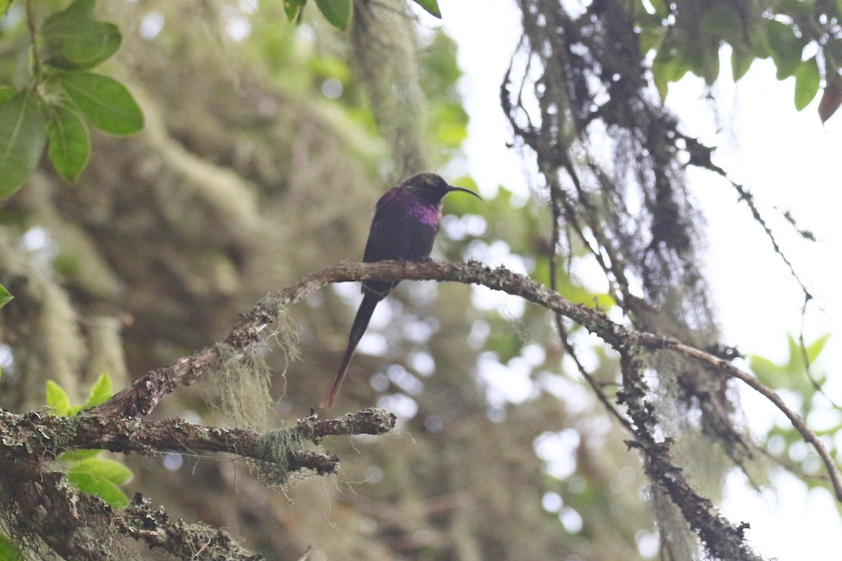 Tacazze Sunbird - ML638539227