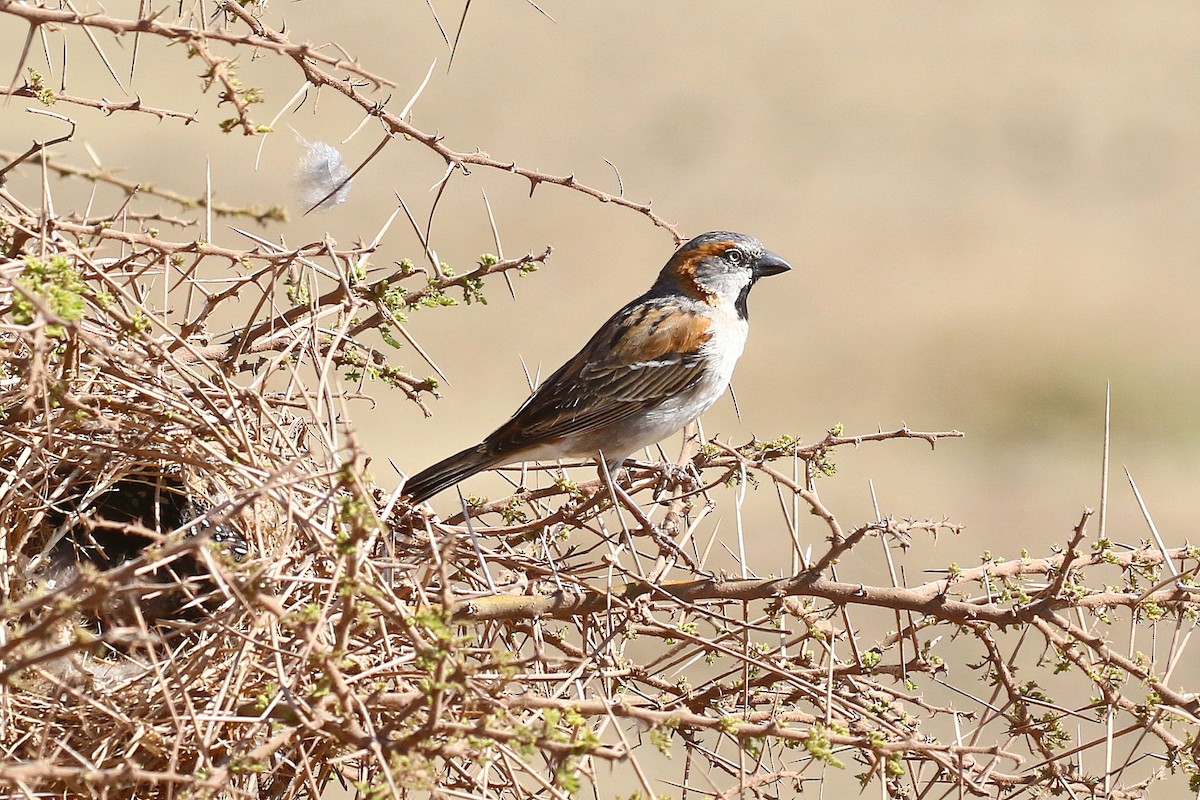 Kenya Rufous Sparrow - ML638539229