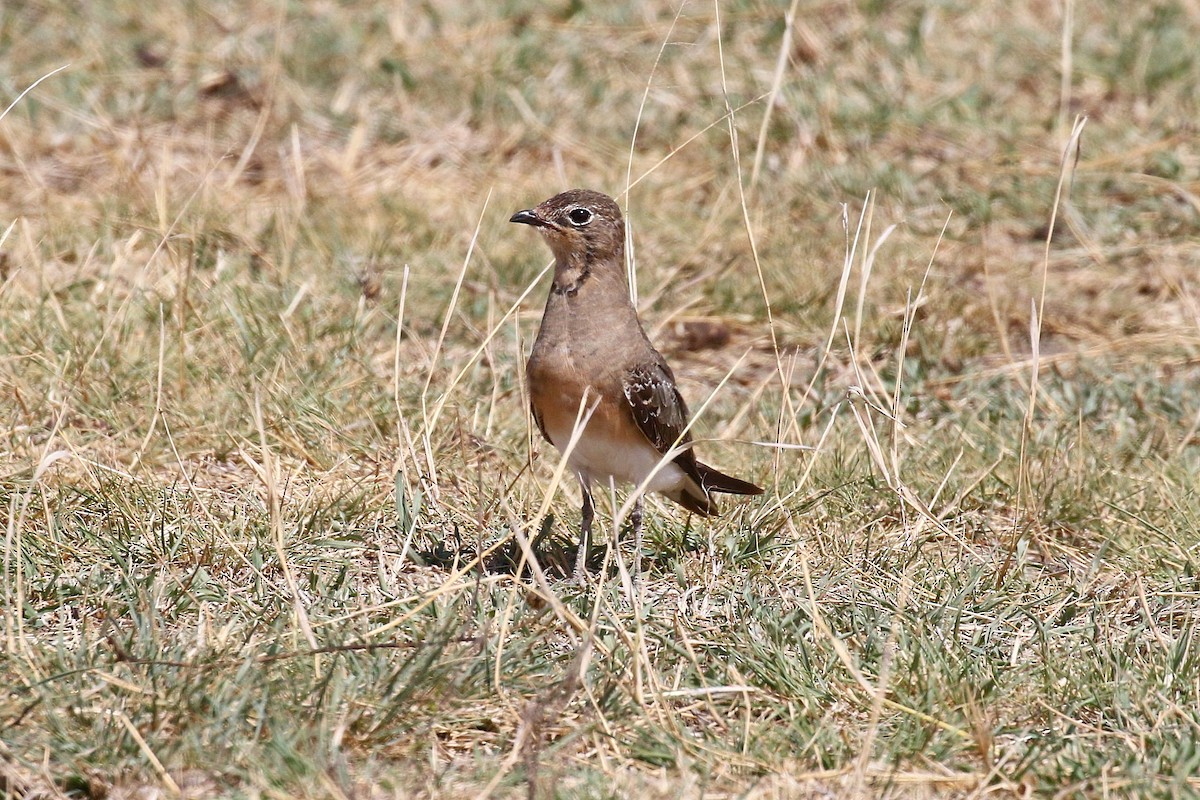 Collared Pratincole - ML638539230
