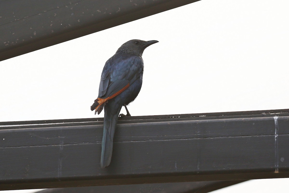 Red-winged Starling - ML638539231