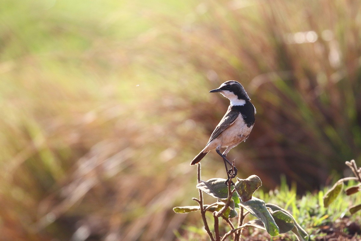 Capped Wheatear - ML638539232