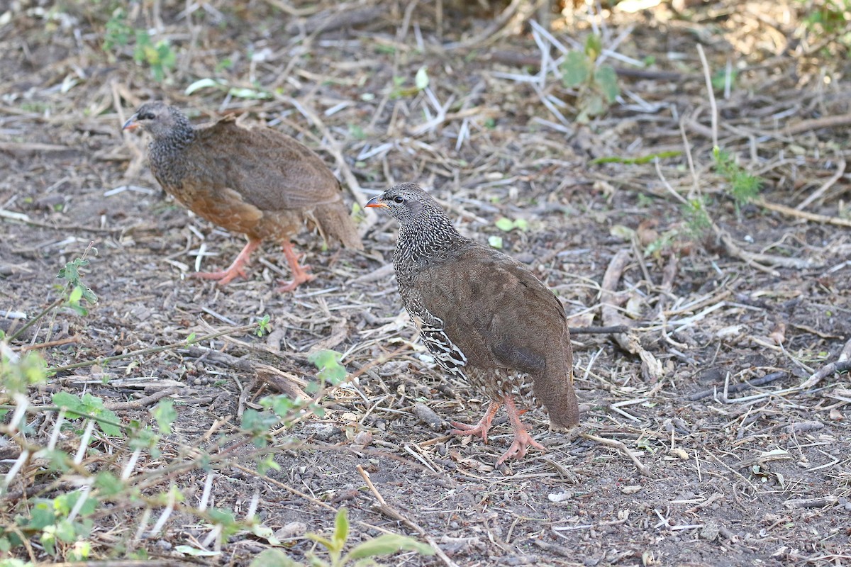 Hildebrandt's Spurfowl - ML638539233