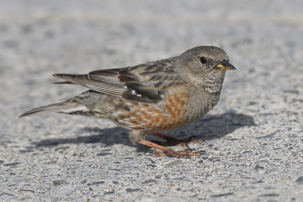 Alpine Accentor - ML638539315