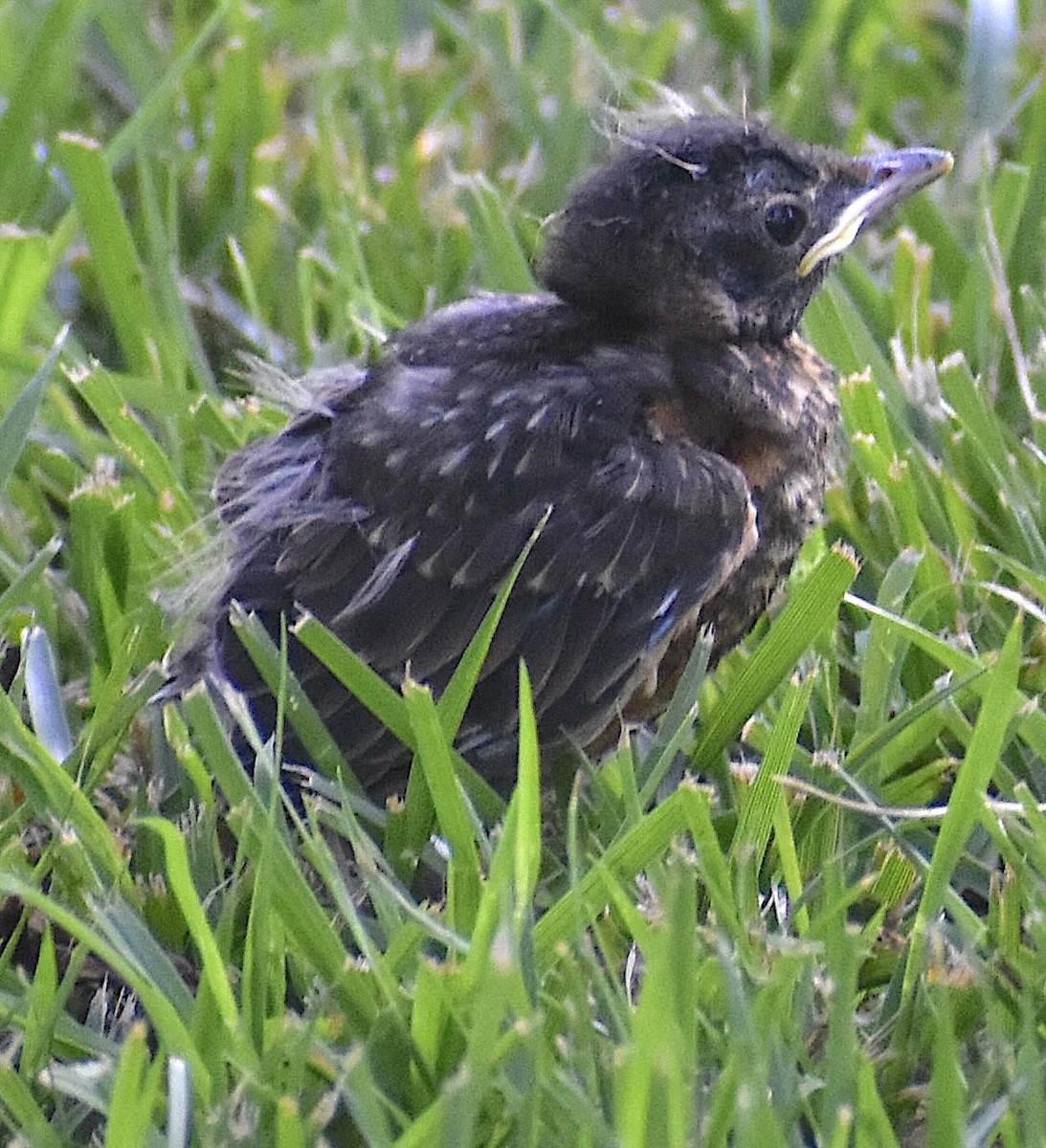 American Robin - ML638539386