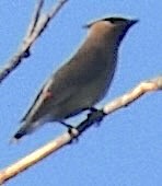 Cedar Waxwing - ML638539390