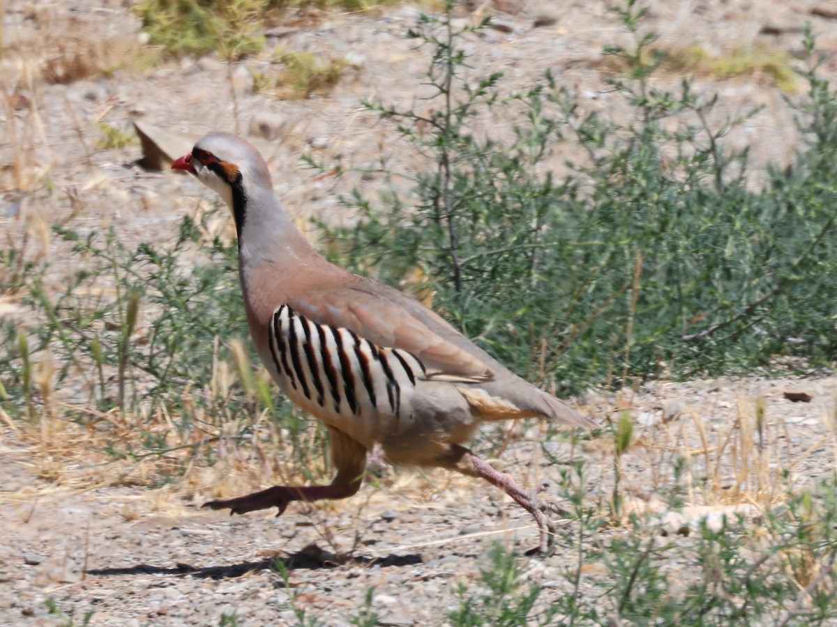 Chukar - ML638539397