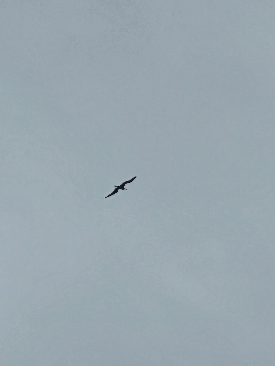 Magnificent Frigatebird - ML638539417