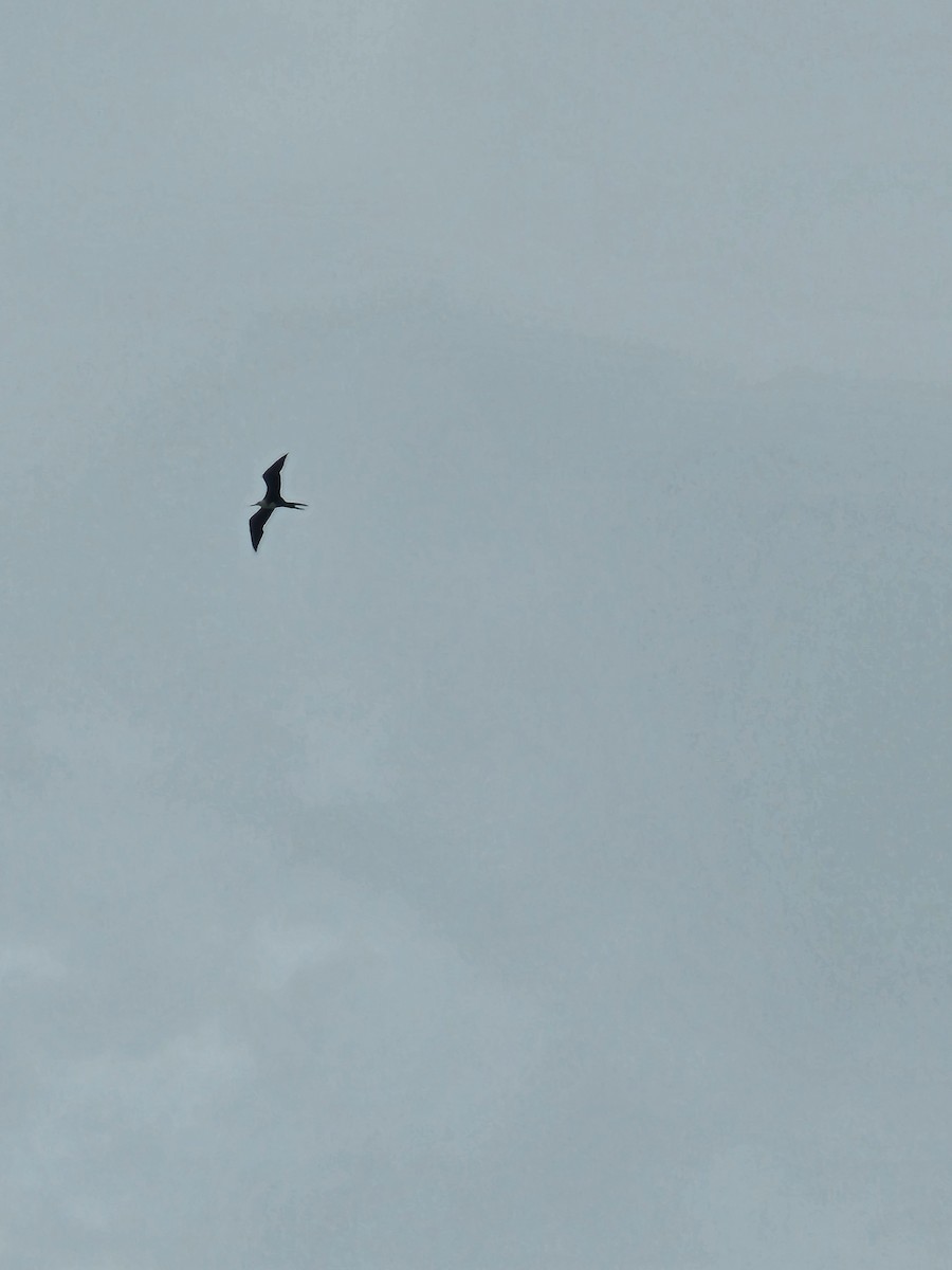 Magnificent Frigatebird - ML638539418