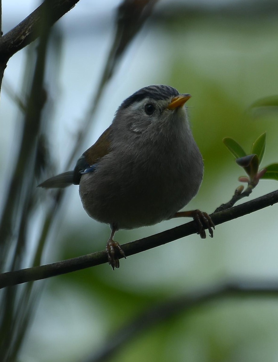 Blue-winged Minla - ML638539497