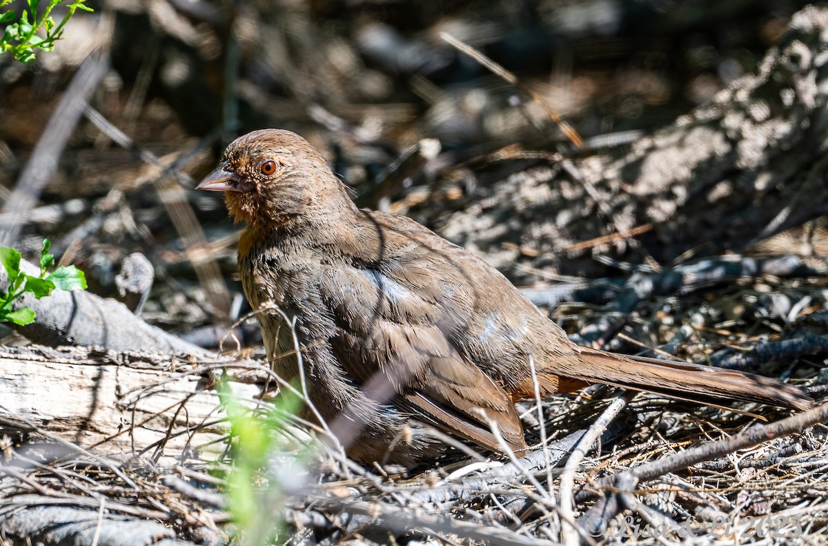 California Towhee - ML638539523