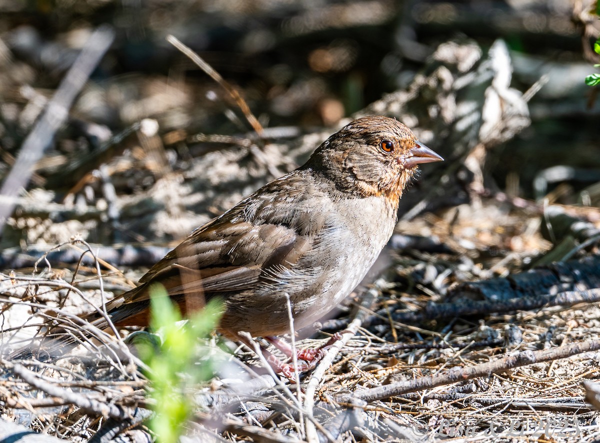 California Towhee - ML638539524