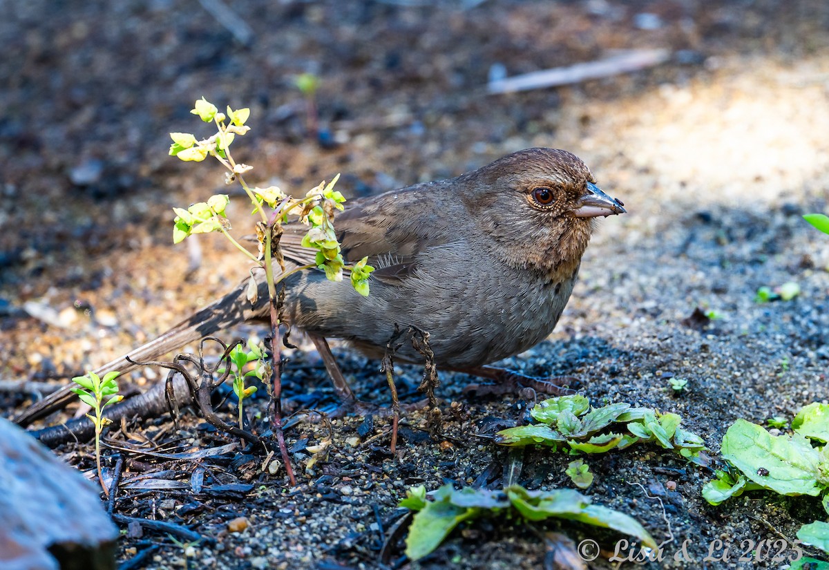 California Towhee - ML638539526