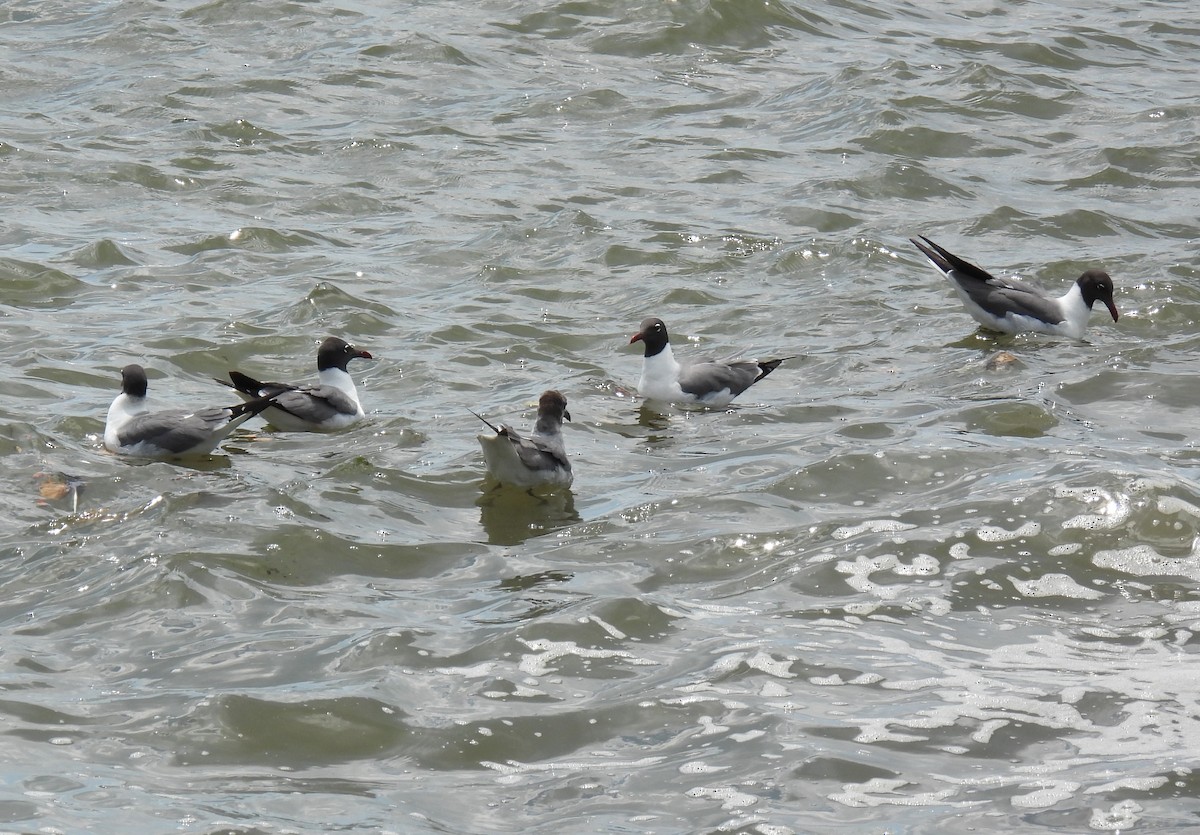 Laughing Gull - ML638539546