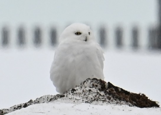 Snowy Owl - ML638539556