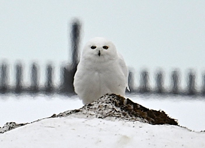Snowy Owl - ML638539560