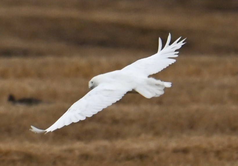 Snowy Owl - ML638539561