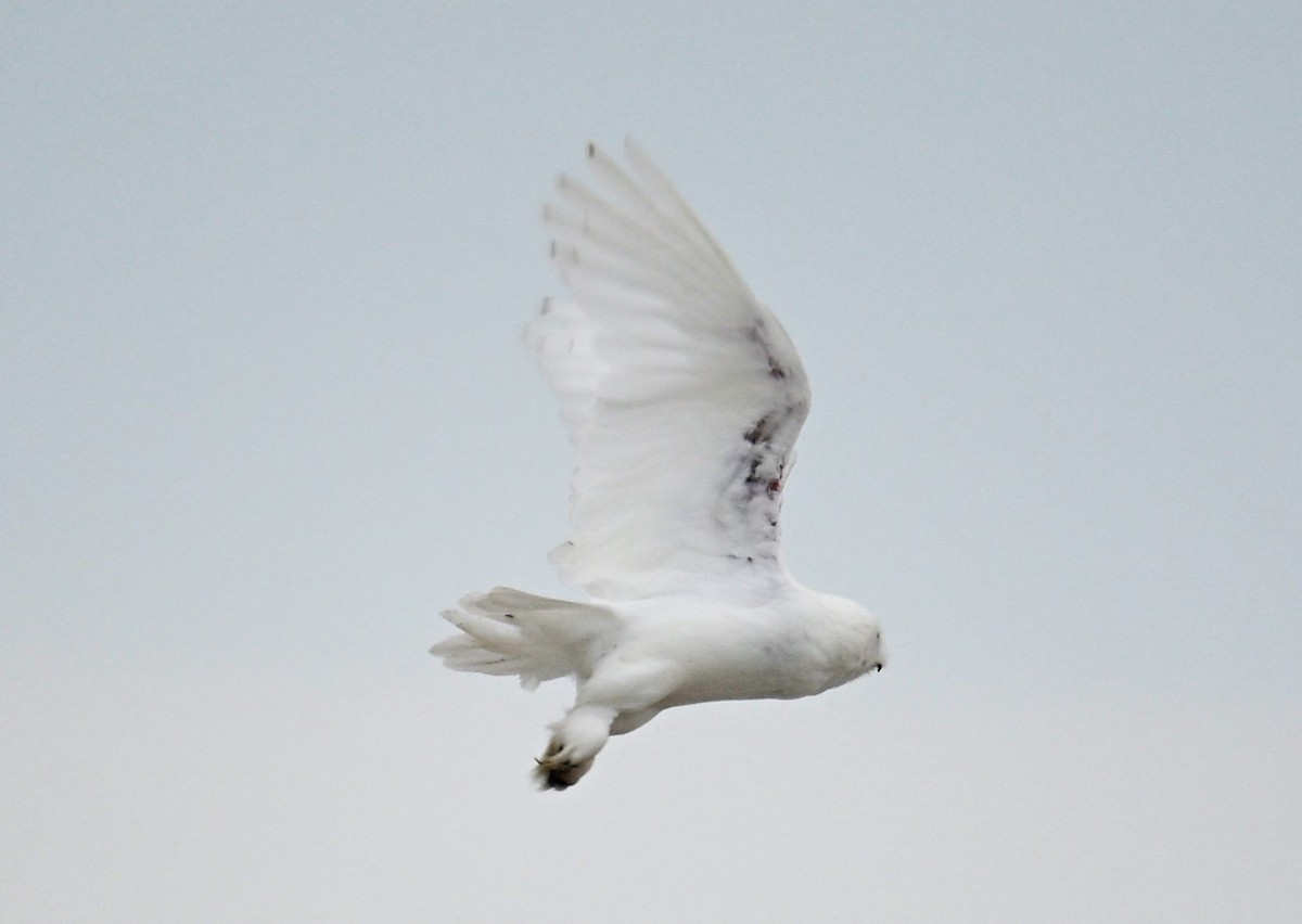 Snowy Owl - ML638539562
