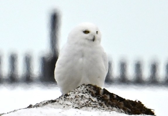 Snowy Owl - ML638539563