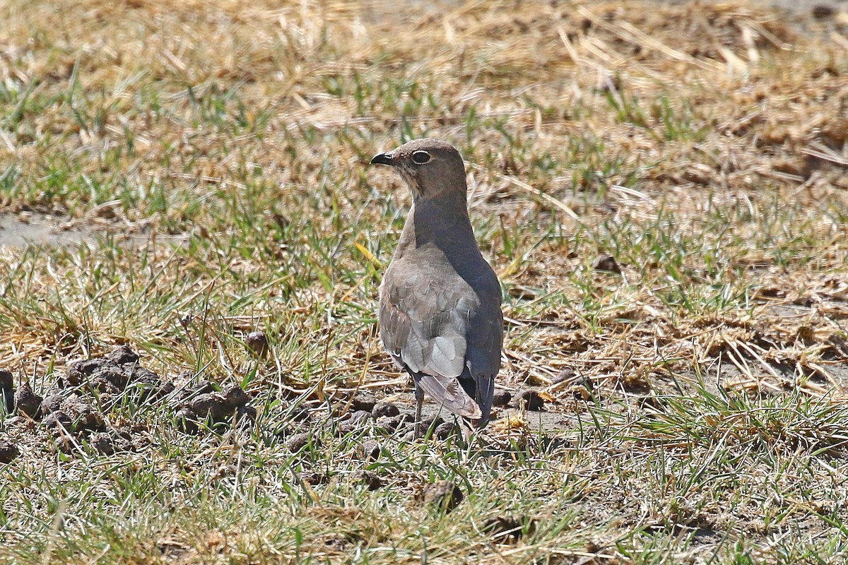 Collared Pratincole - ML638539568