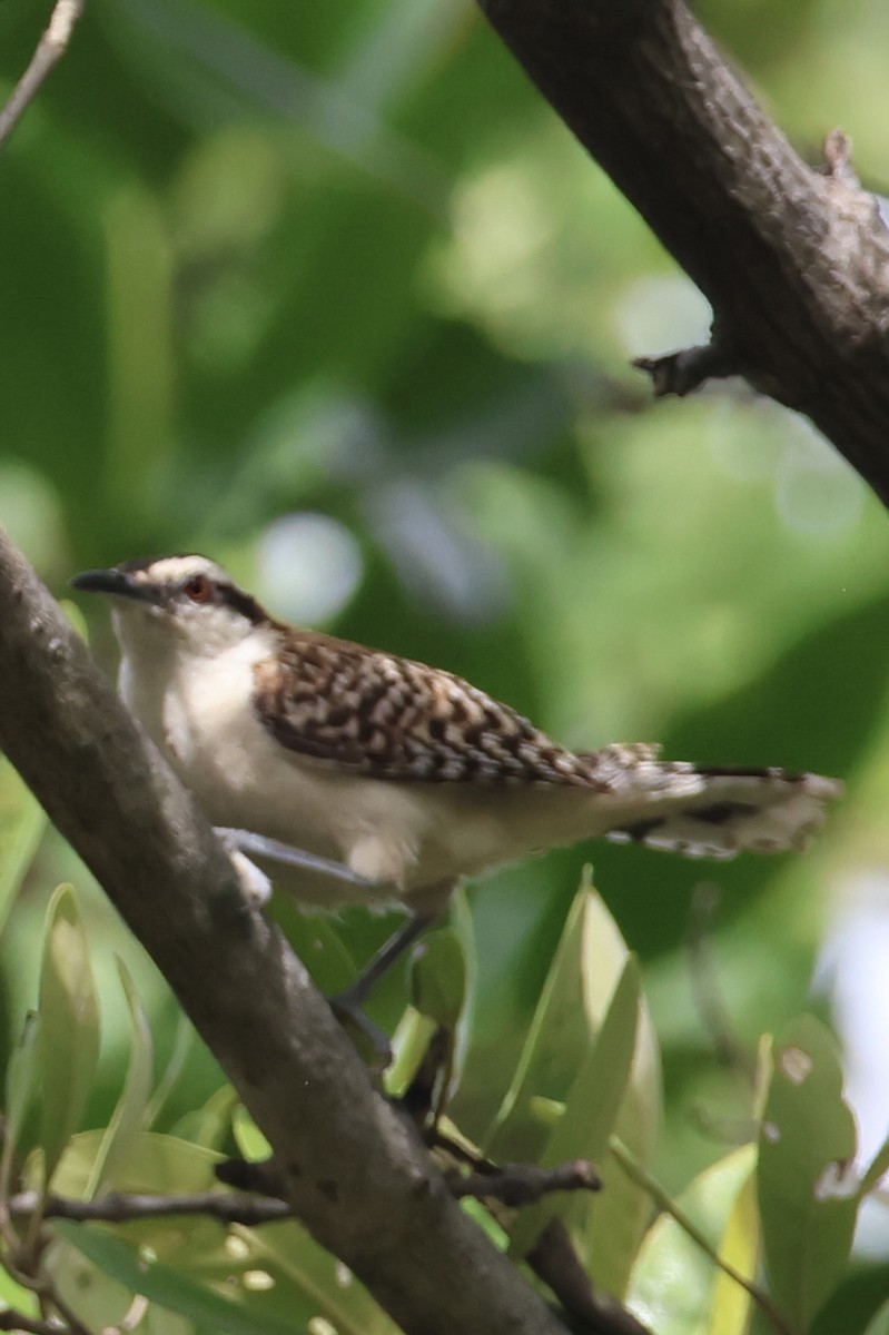 Rufous-backed Wren - ML638539581