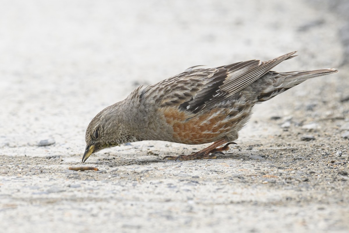 Alpine Accentor - ML638539590