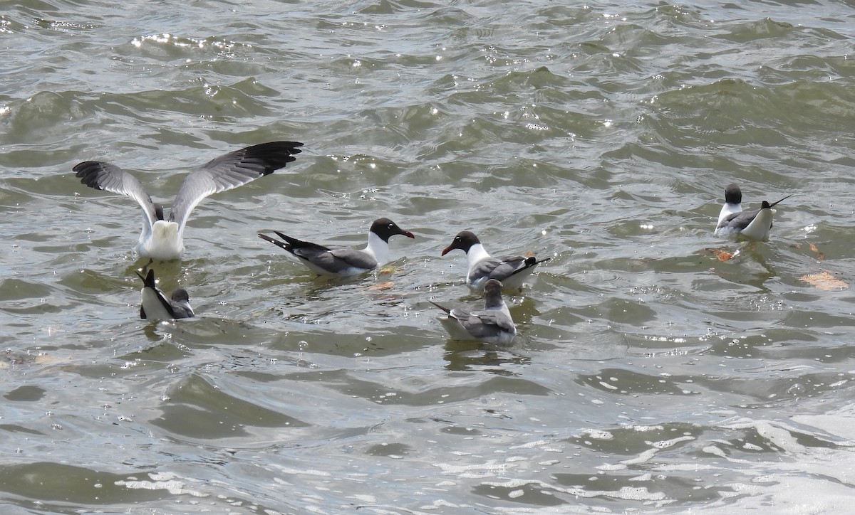 Laughing Gull - ML638539591