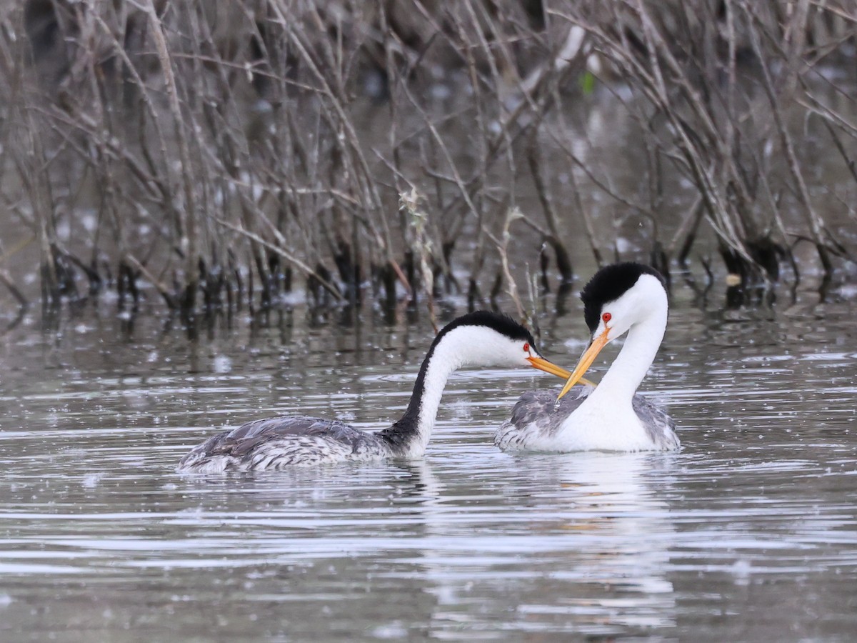 Clark's Grebe - ML638539602