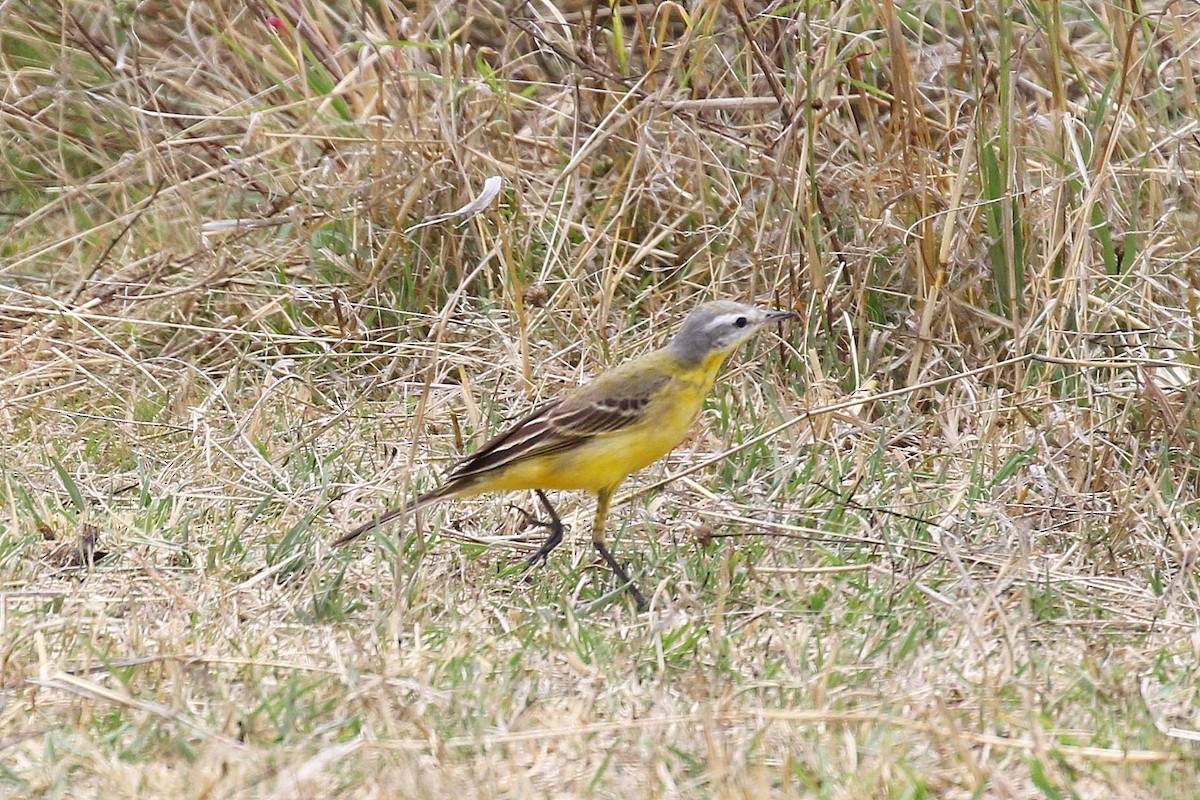 西方黃鶺鴒 - ML638539621