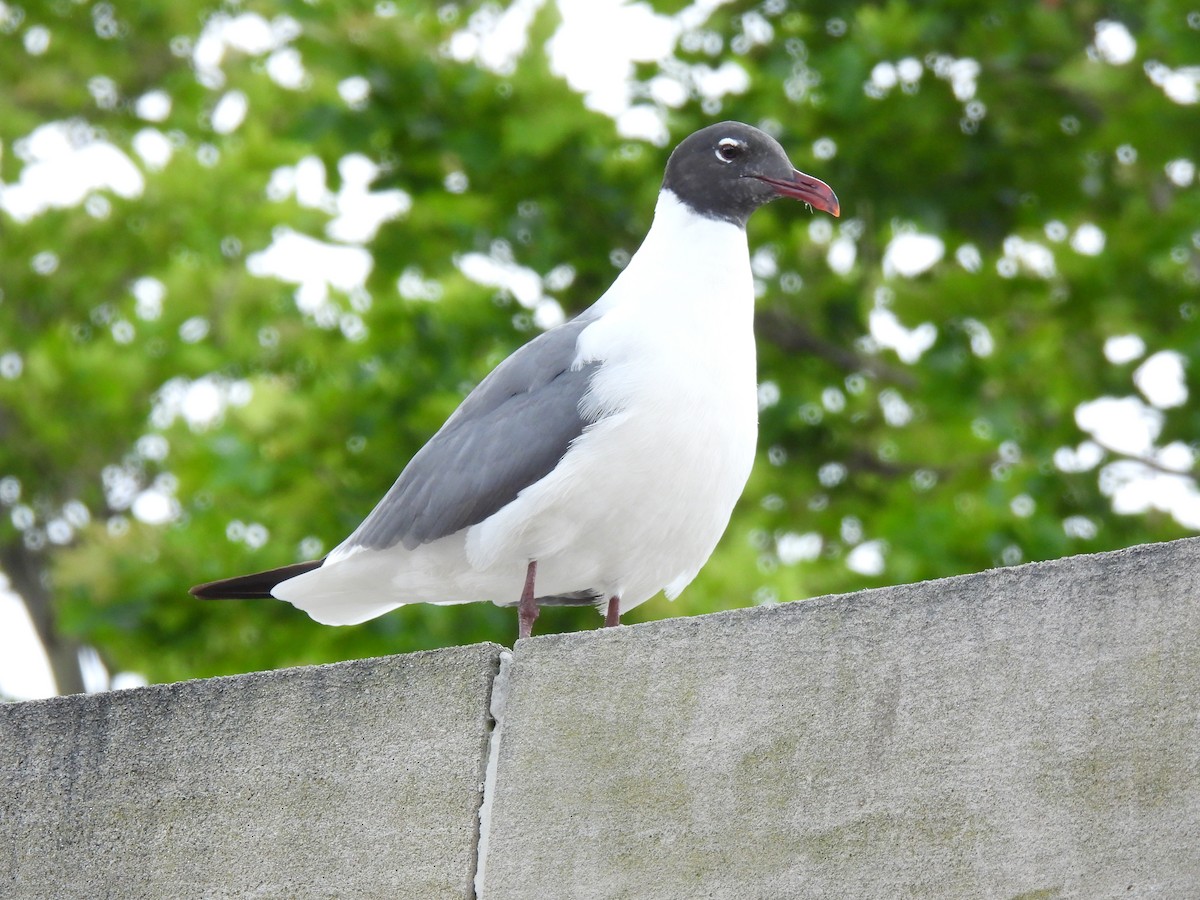 Laughing Gull - ML638539628