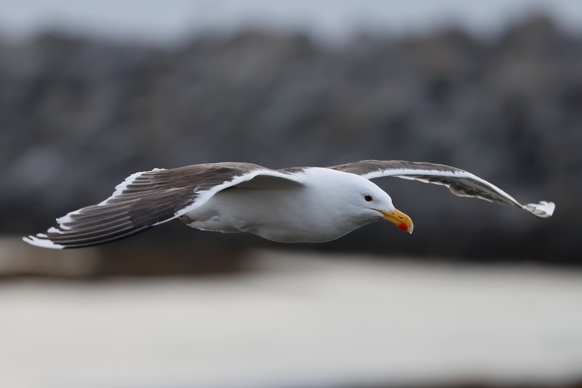 Great Black-backed Gull - ML638539650