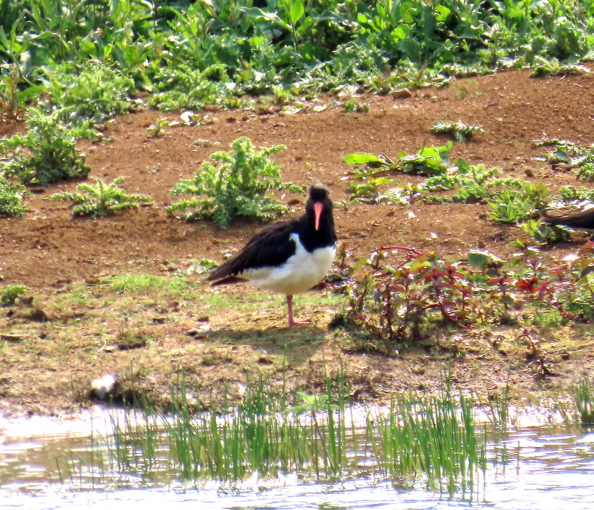 Eurasian Oystercatcher - ML638539652