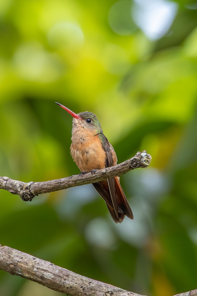 Cinnamon Hummingbird - ML638539653