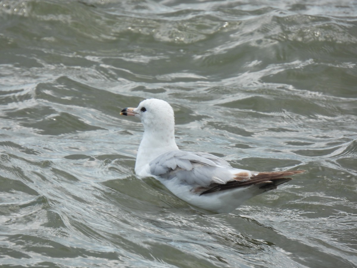 Ring-billed Gull - ML638539659
