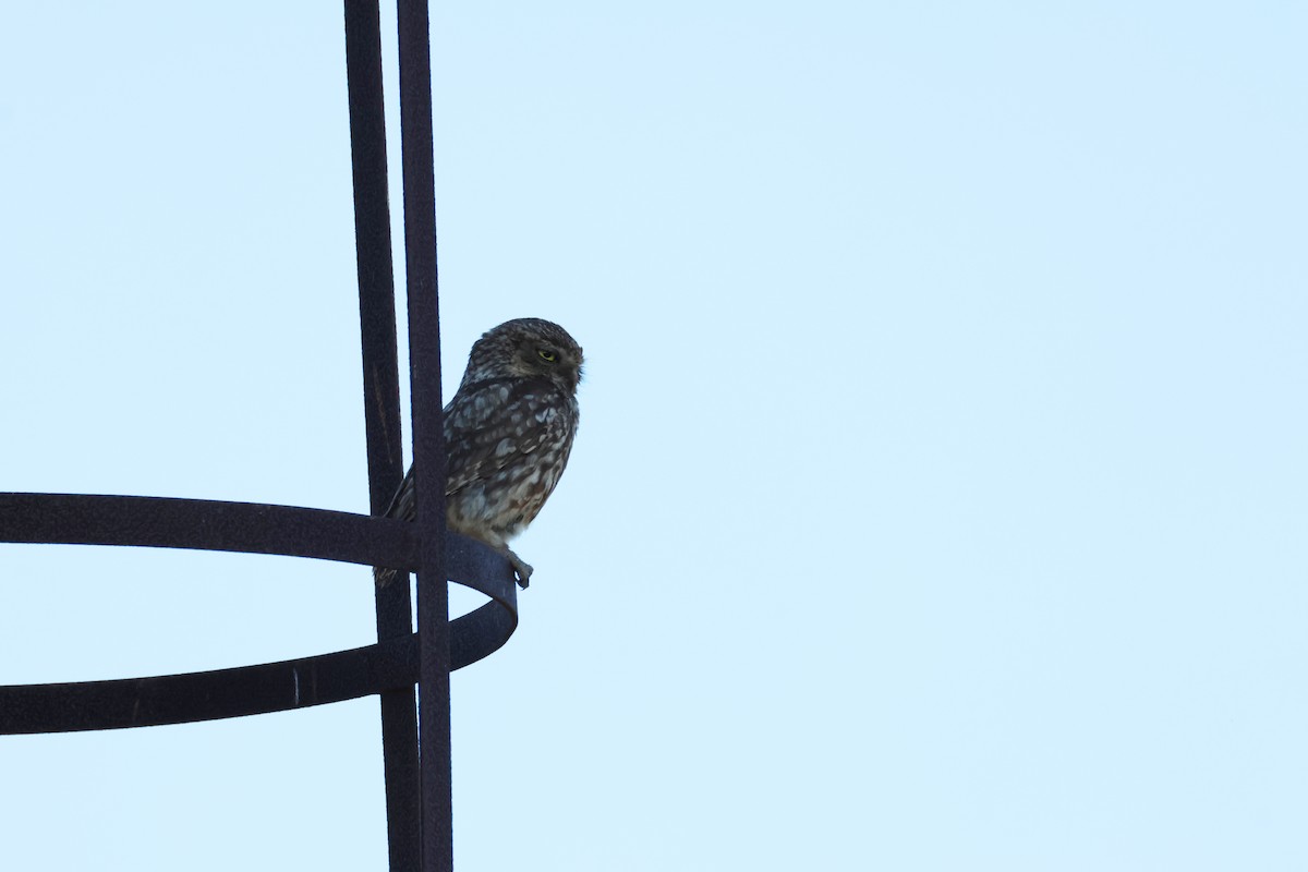 Little Owl - ML638539672