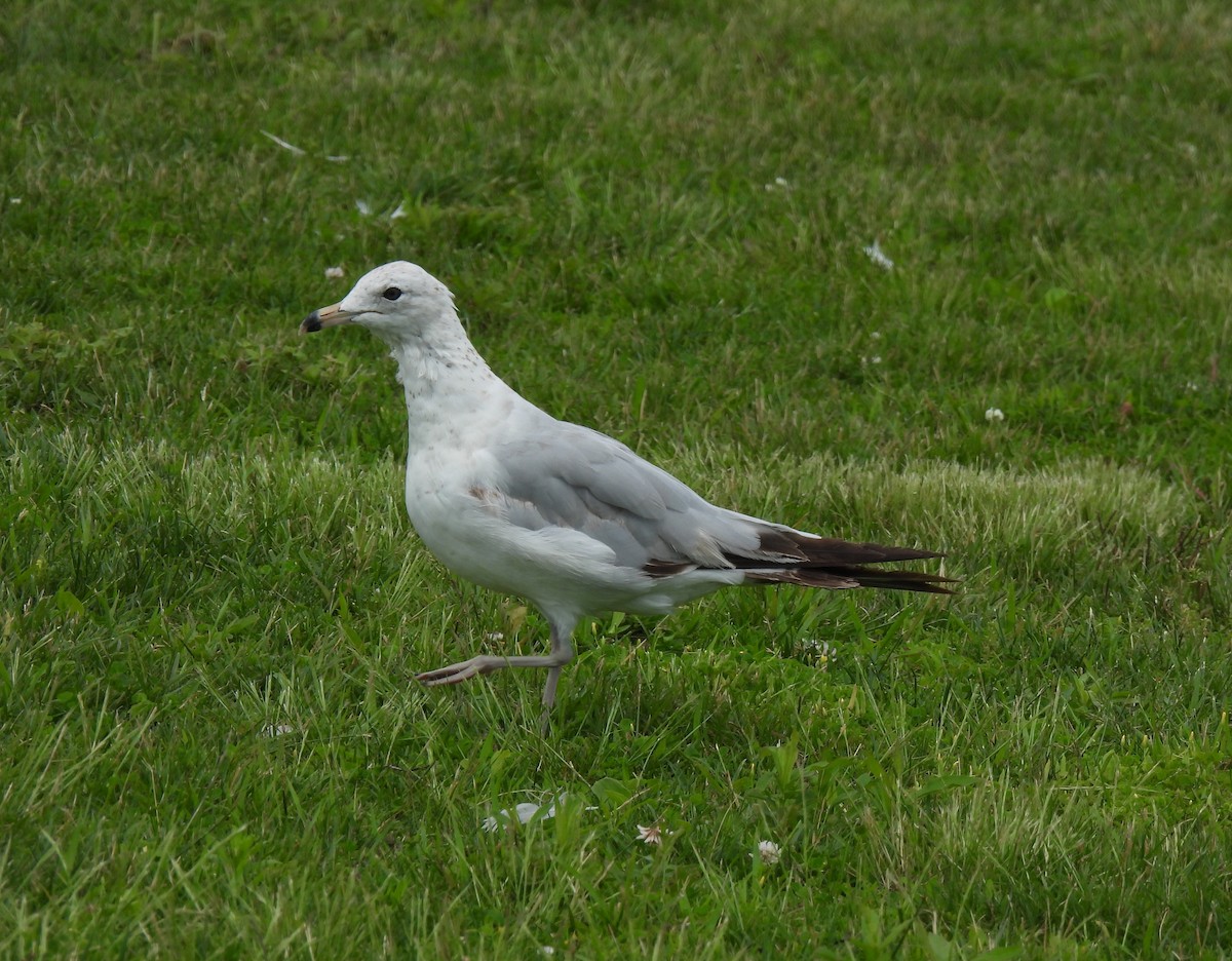 Ring-billed Gull - ML638539675