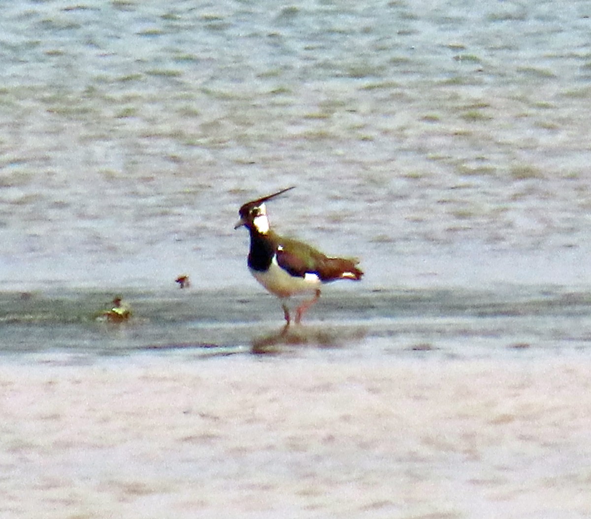 Northern Lapwing - ML638539688