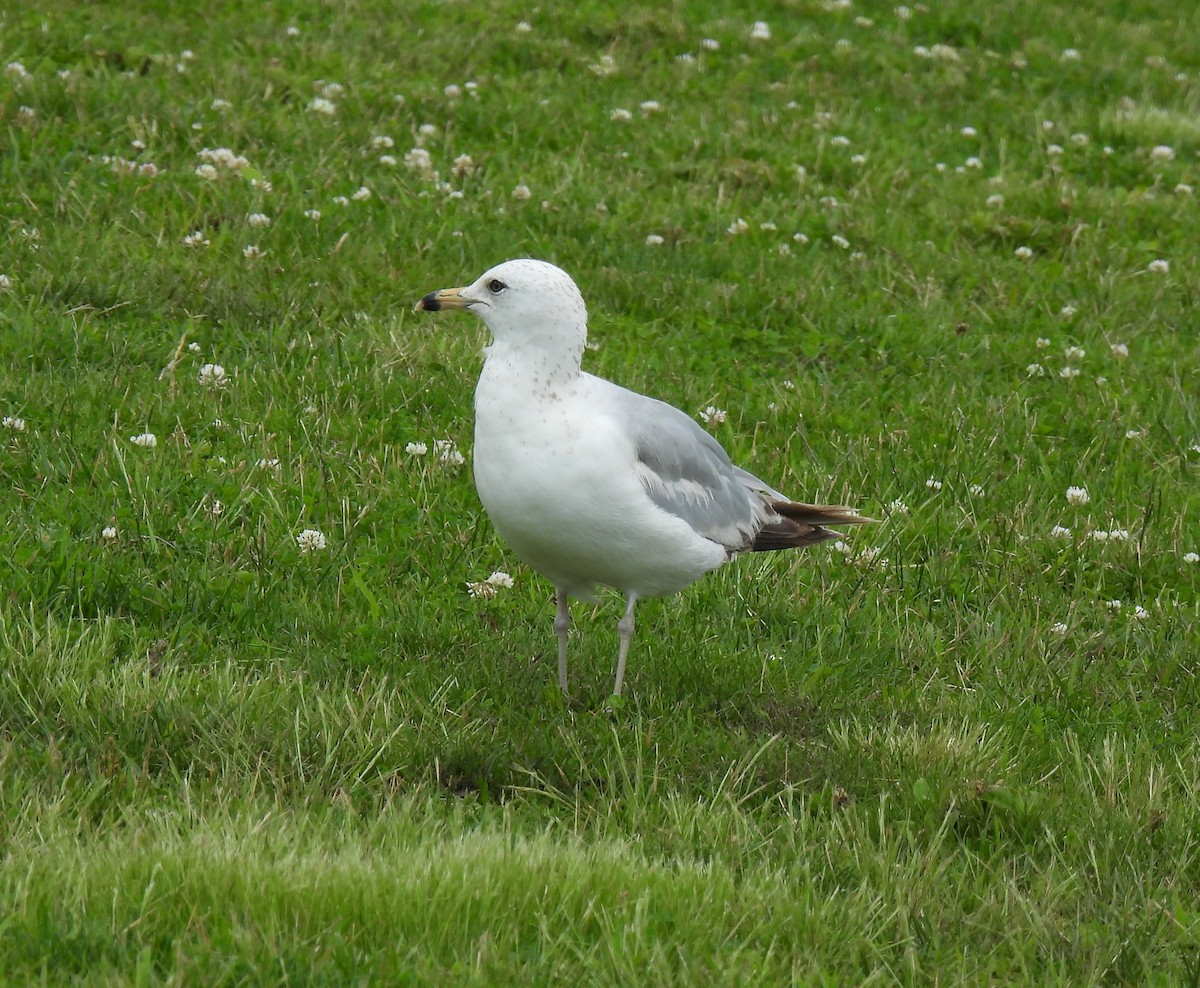Ring-billed Gull - ML638539689