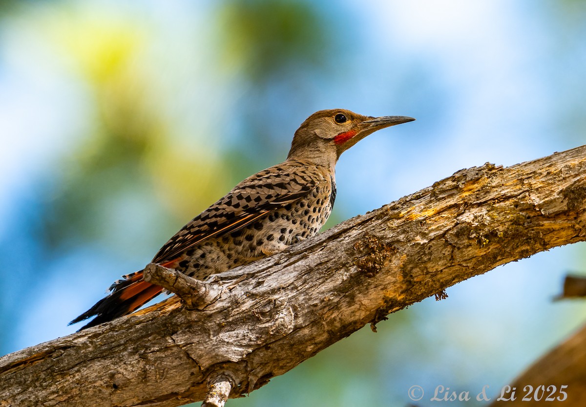 Northern Flicker - ML638539692