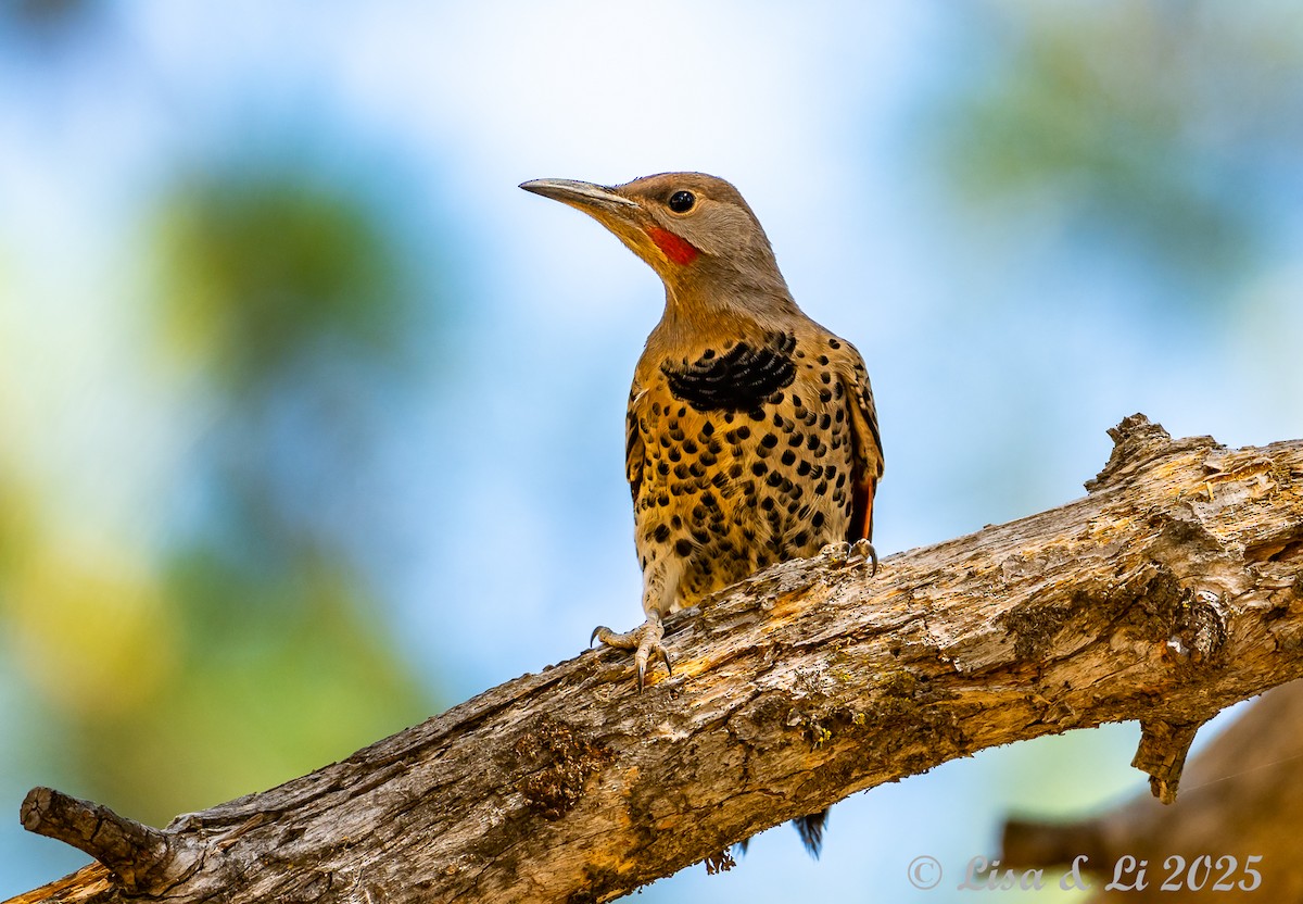 Northern Flicker - ML638539693