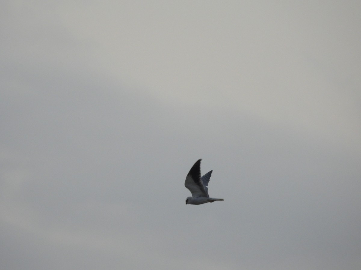 Black-winged Kite - ML638539744