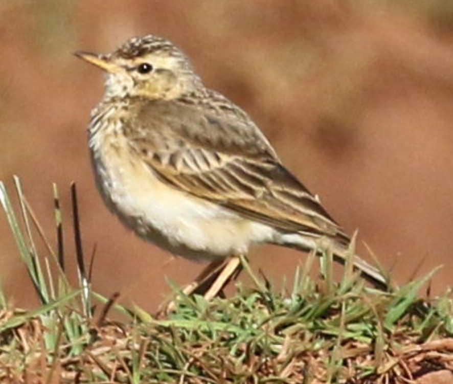 African Pipit - ML638539747
