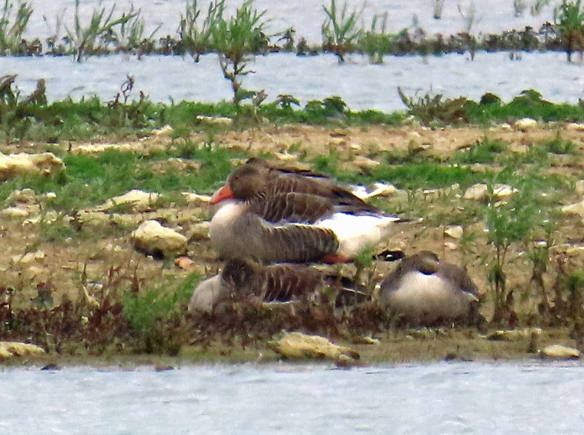 Graylag Goose - ML638539751