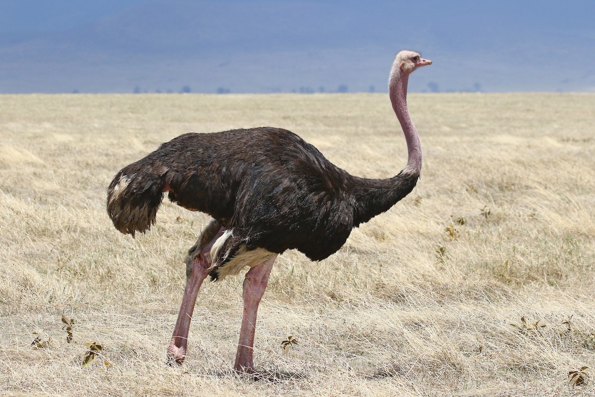 Common Ostrich - ML638539753