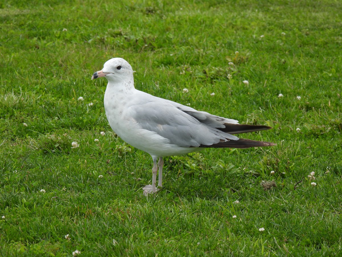 Ring-billed Gull - ML638539772