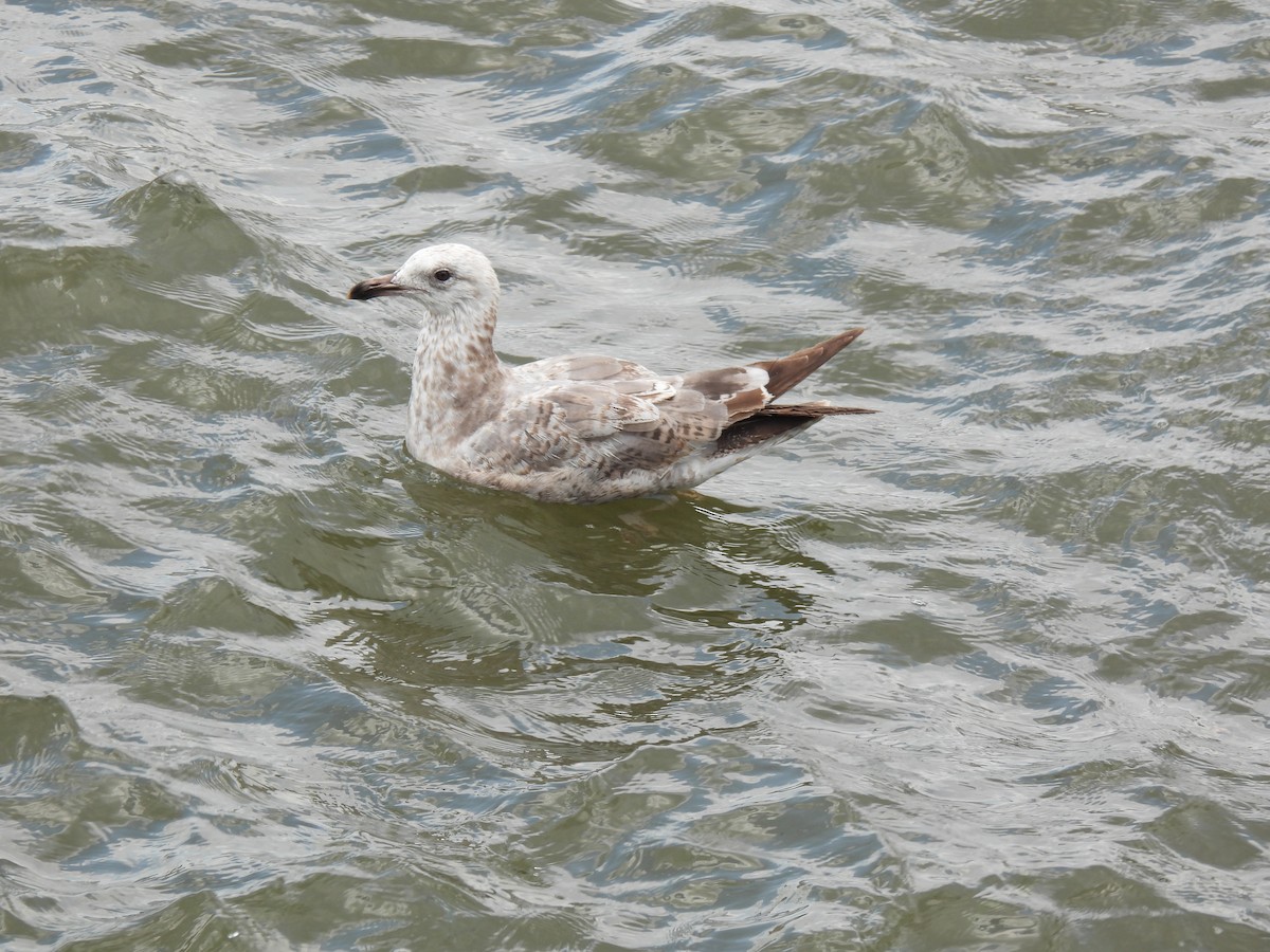 American Herring Gull - ML638539798