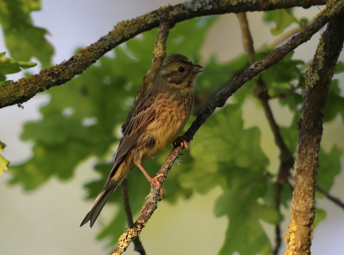 Yellowhammer - ML638539808