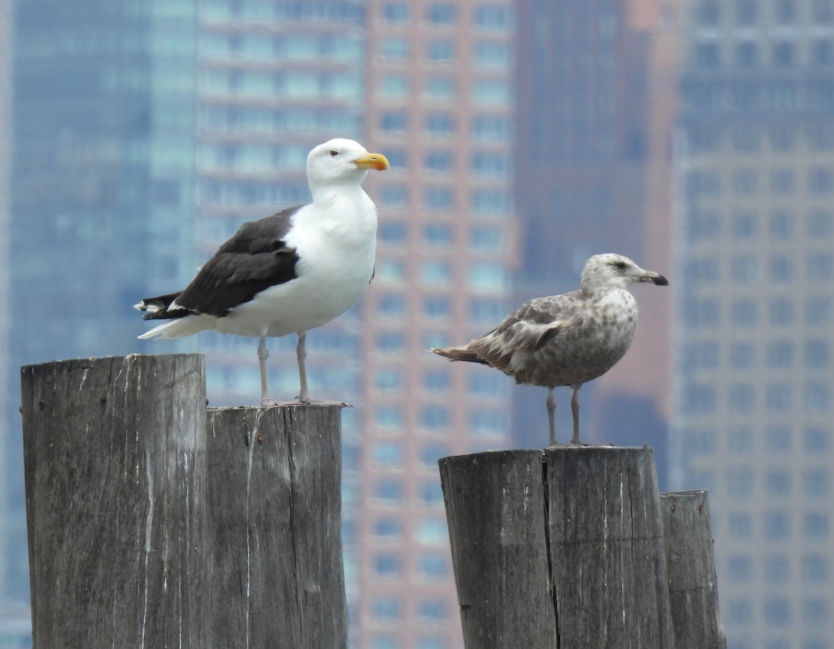 American Herring Gull - ML638539834