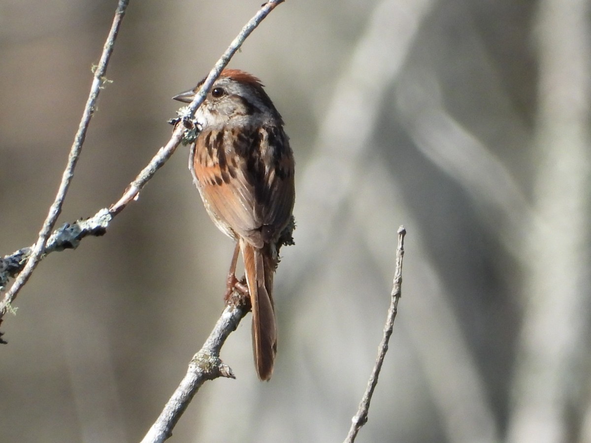 Swamp Sparrow - ML638539845