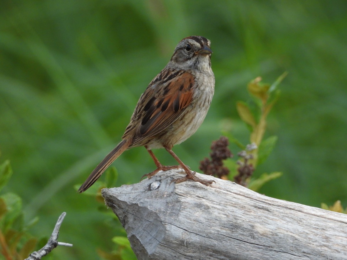 Swamp Sparrow - ML638539846