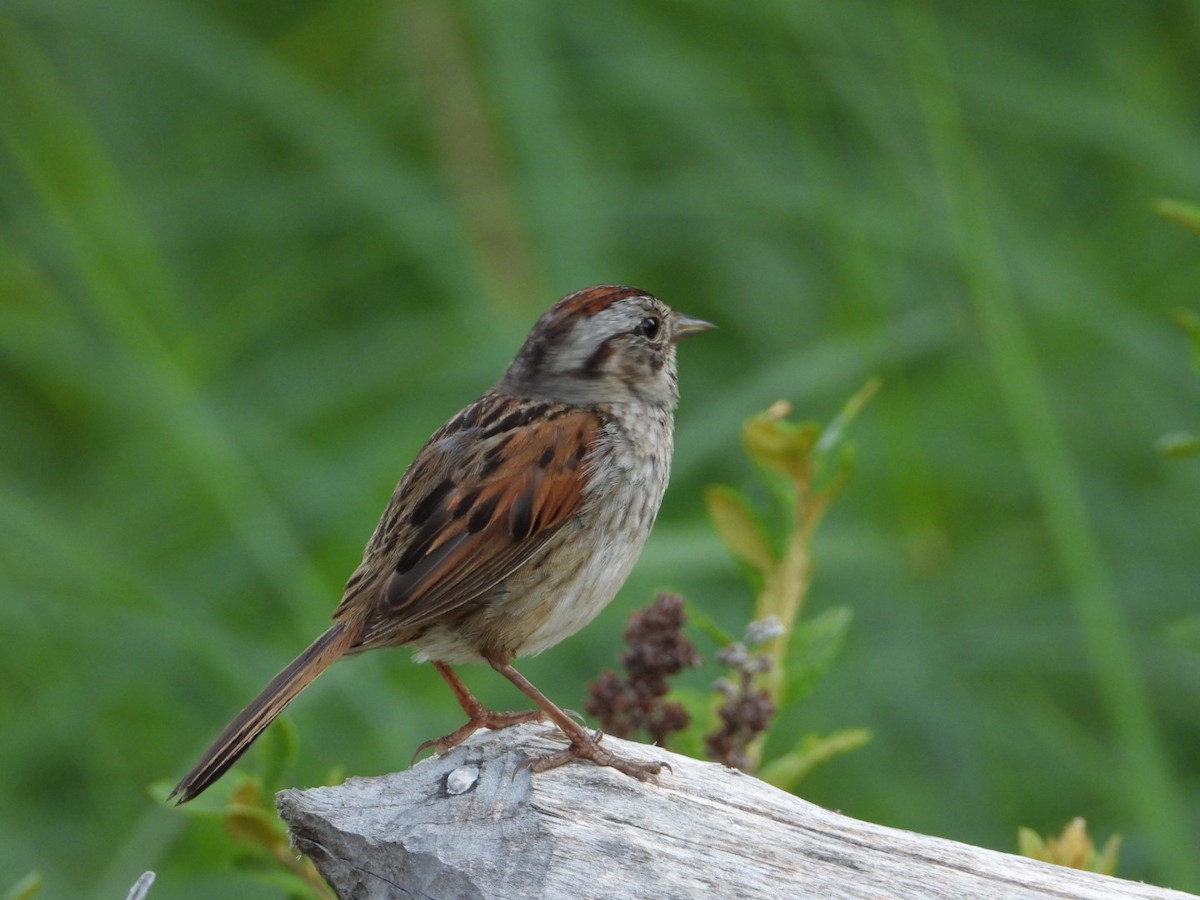 Swamp Sparrow - ML638539847